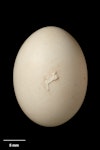 Forbes' parakeet. Egg 27.0 x 19.8 mm (NMNZ OR.023352, collected by Dick Veitch). Mangere Island, Chatham Islands, January 1982. Image © Te Papa by Jean-Claude Stahl.