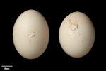 Forbes' parakeet. Clutch (NMNZ OR.023352, collected by Dick Veitch). Mangere Island, Chatham Islands, January 1982. Image © Te Papa by Jean-Claude Stahl.