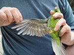 Forbes' parakeet. Adult in hand, showing underwing and underside. Mangere Island, February 2009. Image © Graeme Taylor by Graeme Taylor.