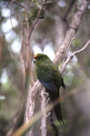 Forbes' parakeet. Rear view of perched adult. Mangere Island, December 2000. Image © Terry Greene by Terry Greene.