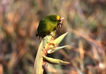 Forbes' parakeet. Adult feeding on flax flowerbuds. Mangere Island, December 2000. Image © Terry Greene by Terry Greene.