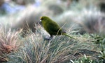 Forbes' parakeet. Adult foraging. Mangere Island, December 2000. Image © Terry Greene by Terry Greene.