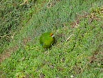 Forbes' parakeet. Adult feeding on iceplant. Mangere Island, Chatham Islands, May 2015. Image © Robyn Smith by Robyn Smith.