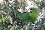 Forbes' parakeet. Hybrid adult (crossed with red-crowned parakeet). Mangere Island, Chatham Islands, November 2022. Image © Steve Pilkington by Steve Pilkington.