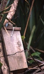 Forbes' parakeet. Female at nest box entrance. Mangere Island, December 2000. Image © Terry Greene by Terry Greene.