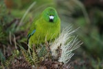 Antipodes Island parakeet. Front view of adult. Antipodes Island, February 2011. Image © David Boyle by David Boyle.