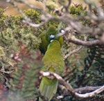 Antipodes Island parakeet. Male feeding nesting female. Antipodes Island, January 1995. Image © Terry Greene by Terry Greene.