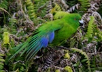 Antipodes Island parakeet. Adult showing wing feathers. Antipodes Island, March 2009. Image © Mark Fraser by Mark Fraser.