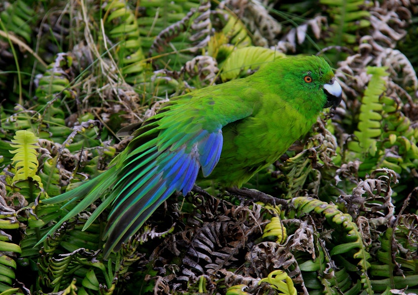 Antipodes Island parakeet. Adult showing wing feathers. Antipodes Island, March 2009. Image © Mark Fraser by Mark Fraser.