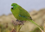 Antipodes Island parakeet. Adult on Anisotome. Antipodes Island, March 2009. Image © Mark Fraser by Mark Fraser.