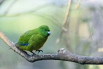 Antipodes Island parakeet. Adult on branch. Pukaha Mt Bruce, September 2016. Image © Leon Berard by Leon Berard.