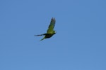 Antipodes Island parakeet. Adult in flight. Antipodes Island, February 2008. Image © David Boyle by David Boyle.