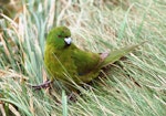 Antipodes Island parakeet. Adult male. Antipodes Island, October 1990. Image © Colin Miskelly by Colin Miskelly.