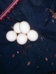 Antipodes Island parakeet. Complete clutch of Antipodes Island parakeet eggs. Antipodes Island, November 1995. Image © Terry Greene by Terry Greene.