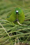 Antipodes Island parakeet. Adult holding grass in foot. Antipodes Island, March 2009. Image © David Boyle by David Boyle.