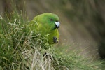 Antipodes Island parakeet. Adult feeding. Antipodes Island, February 2011. Image © David Boyle by David Boyle.