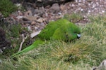 Antipodes Island parakeet. Adult feeding on grass. Antipodes Island, February 2009. Image © Mark Fraser by Mark Fraser.