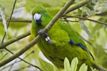 Antipodes Island parakeet. Captive bird holding branch. Hamilton, October 2012. Image © Raewyn Adams by Raewyn Adams.