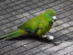 Antipodes Island parakeet. Captive adult holding food in foot. Hilldale Zoo, Hamilton, February 2011. Image © Joke Baars by Joke Baars.