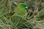 Antipodes Island parakeet. Rear view of adult. Antipodes Island, January 2008. Image © David Boyle by David Boyle.