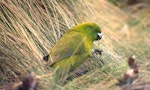 Antipodes Island parakeet. Adult eating grass leaves. Antipodes Island, November 1995. Image © Terry Greene by Terry Greene.