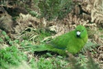 Antipodes Island parakeet. Adult on ground. Antipodes Island, October 1990. Image © Colin Miskelly by Colin Miskelly.