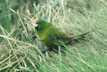 Antipodes Island parakeet. Adult feeding. Antipodes Island, October 1990. Image © Colin Miskelly by Colin Miskelly.