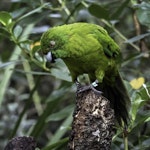 Antipodes Island parakeet. Captive adult. Hamilton Zoo, March 2015. Image © Toya Heatley by Toya Heatley.