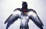 Antipodes Island parakeet. Grey-backed storm petrel preyed on by Antipodes Island parakeet. Antipodes Island, November 1995. Image © Terry Greene by Terry Greene.