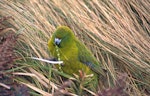 Antipodes Island parakeet. Adult feeding on Carex leaves. Antipodes Island, November 1995. Image © Terry Greene by Terry Greene.