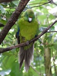 Antipodes Island parakeet. Adult in captivity. Hamilton Zoo, January 2016. Image © Alan Tennyson by Alan Tennyson.