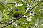 Antipodes Island parakeet. Captive adult. Hamilton, October 2010. Image © Raewyn Adams by Raewyn Adams.