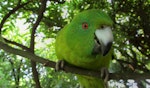 Antipodes Island parakeet. Curious adult, shows facial detail. Hamilton Zoo, January 2014. Image © Oscar Thomas by Oscar Thomas.