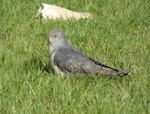 Oriental cuckoo. Adult. Lake Mapourika, Westland, November 2021. Image © Warwick Allen by Warwick Allen.