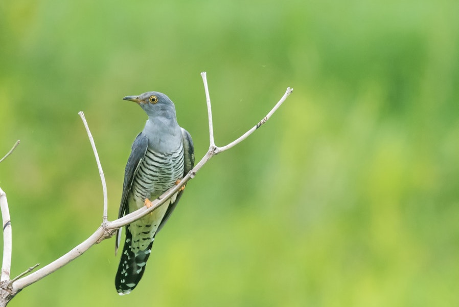 Oriental cuckoo. Adult male. Fogg Dam, Northern Territory, December 2016. Image © Mark Lethlean 2017 birdlifephotography.org.au by Mark Lethlean.