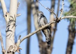 Oriental cuckoo. Adult male. Anstead Bushland Reserve, Queensland, March 2019. Image © Jill Duncan 2020 birdlifephotography.org.au by Jill Duncan.