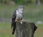 Oriental cuckoo. Adult. Lake Mapourika, Westland, November 2021. Image © Warwick Allen by Warwick Allen.