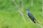 Oriental cuckoo. Adult male. Fogg Dam, Northern Territory, December 2016. Image © Mark Lethlean 2017 birdlifephotography.org.au by Mark Lethlean.