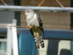 Oriental cuckoo. Adult. Lake Mapourika, Westland, November 2021. Image © Warwick Allen by Warwick Allen.