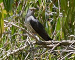 Oriental cuckoo. Adult male. Cattana Wetlands, Queensland, December 2016. Image © Imogen Warren by Imogen Warren.