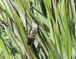 Oriental cuckoo. Adult male. Black Water Stream outlet, Lake Poteriteri, Fiordland, January 2015. Image © Stephen Macdonald by Stephen Macdonald.