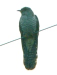 Oriental cuckoo. Adult male (submitted as a Birds NZ Unusual Bird Record). Renwick, Blenheim, April 2011. Image © Claire North by Claire North.