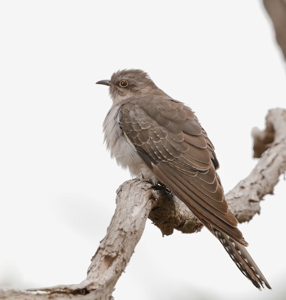 Pallid cuckoo. Adult male. Panboola Reserve, Pambula, New South Wales, September 2017. Image © Glenn Pure 2017 birdlifephotography.org.au by Glenn Pure.