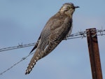 Pallid cuckoo. Adult grey morph. Michelago, New South Wales, September 2017. Image © R.M. by R.M..