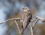 Pallid cuckoo. Adult female. Urambi Hills Reserve, Australian Capital Territory, September 2017. Image © Glenn Pure 2017 birdlifephotography.org.au by Glenn Pure.