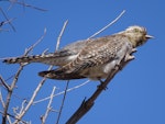 Pallid cuckoo. Adult grey morph. Michelago, New South Wales, September 2017. Image © R.M. by R.M..