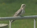 Pallid cuckoo. Adult female. Otakeho, South Taranaki, February 2021. Image © Alan Tennyson by Alan Tennyson.