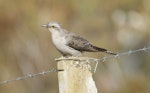 Pallid cuckoo. Spring passage migrant. Canberra, August 2016. Image © RM by RM.