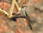 Pallid cuckoo. Adult female, rufous morph. Jowalbinna, North Queensland, October 2015. Image © Ray Pierce by Ray Pierce.