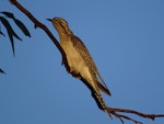 Pallid cuckoo. Adult female (rufous morph) in evening light. Canberra, Australia., October 2017. Image © R.M. by R.M..